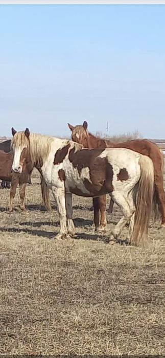 Айғыр Сатамыз  7 жас