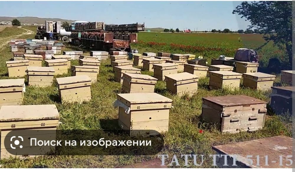 Аsal Arilar oilasi sotiladi