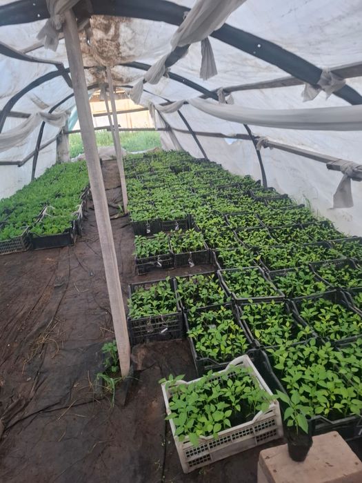 Продаем россаду