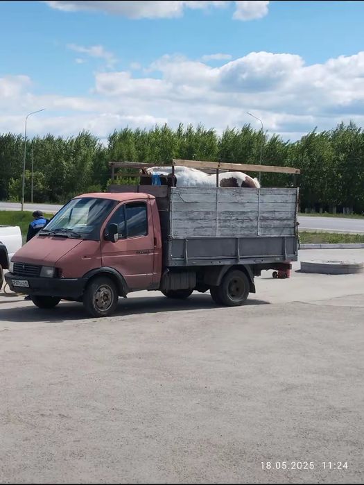 грузоперевозки скотовоз