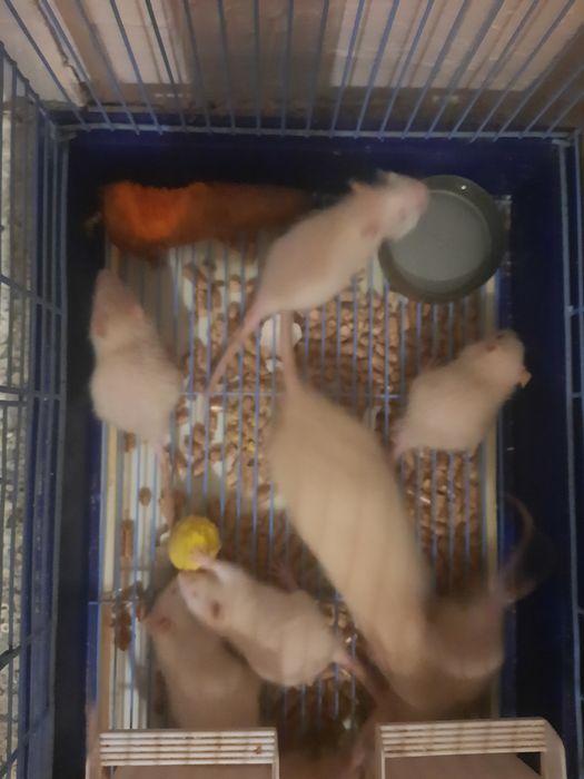 Крысята альбиносы