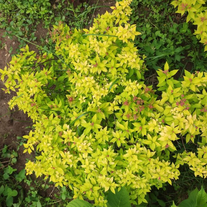 Распродажа Саженцов Цветов