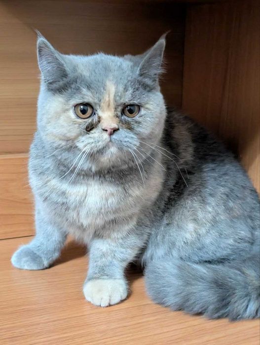 Продам котят Scottish Straight Шотландцы Скоттиш страйт