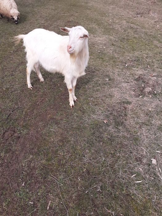 Vând un țap din rasa saanen