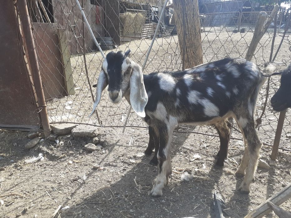 Tap anglonubian  tânăr