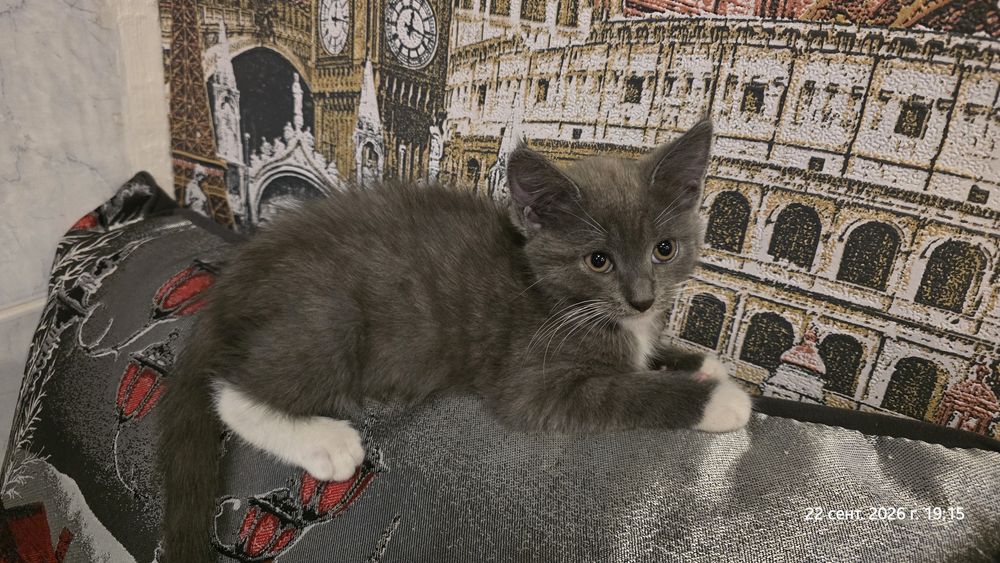 Отдам котят девочки