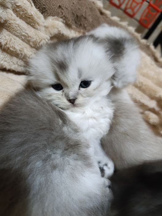 Шотландские  вислоухие котята