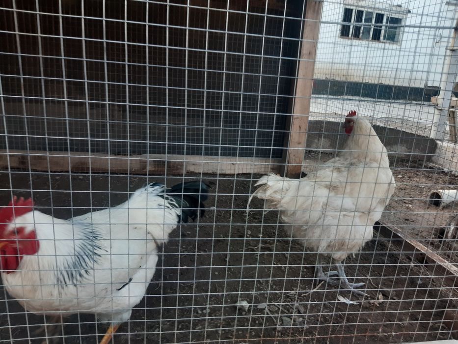 Қораз сатылады 4