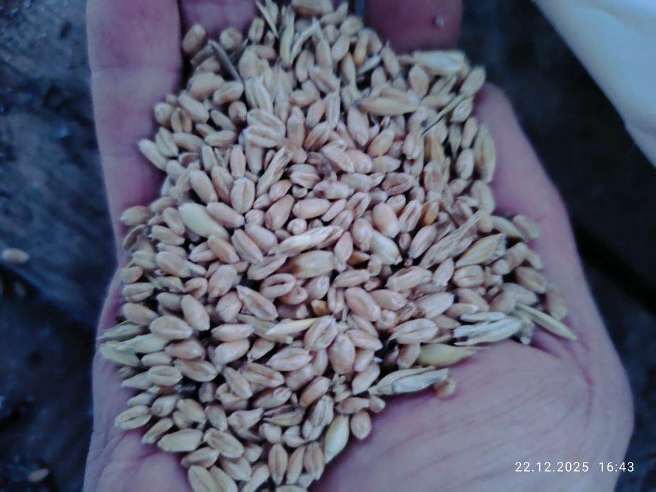 Продам зерно на корм.