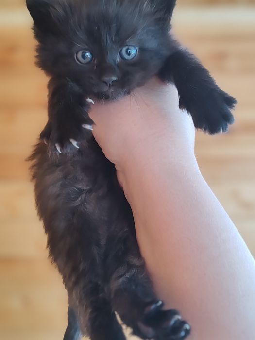 Отдам котят в добрые руки