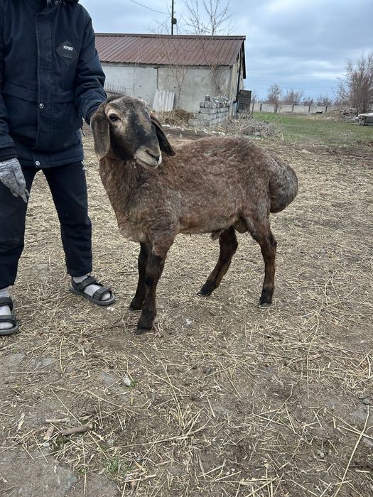 Продам кошкара  Арашан