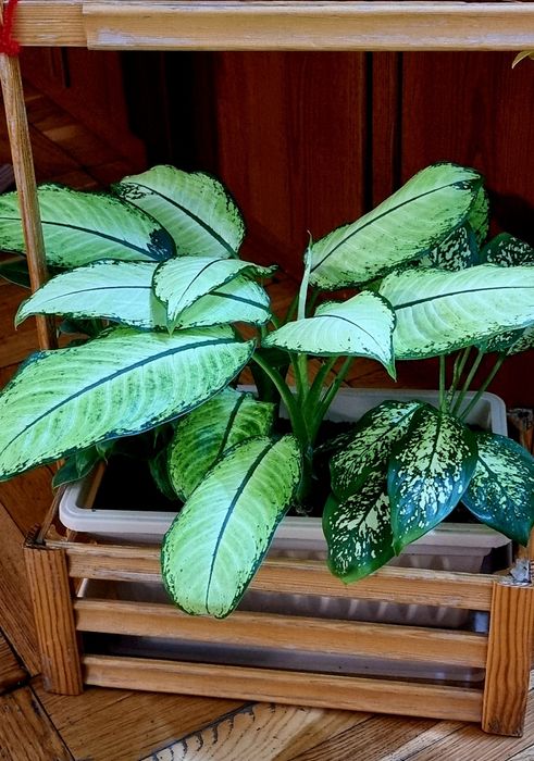 Цветы комнатные от 2500