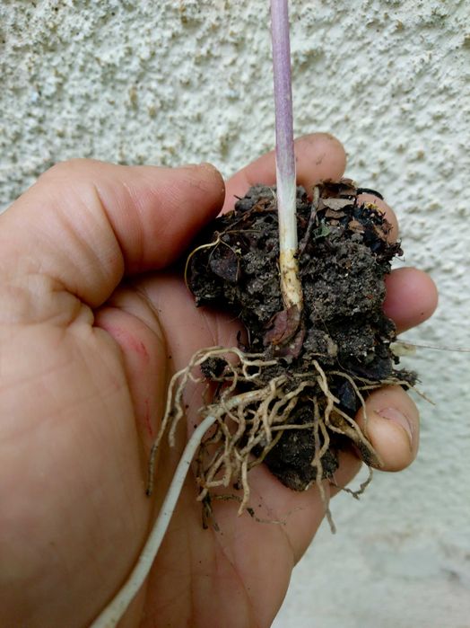 Planta-Floare: Margaritar - Lacramioare - Clopotei