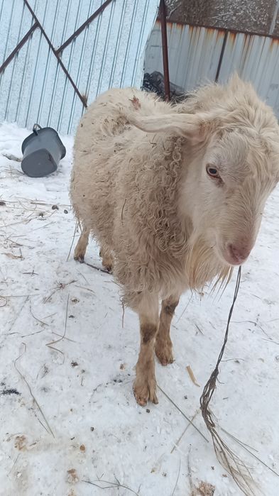 Козёл.теке обмень