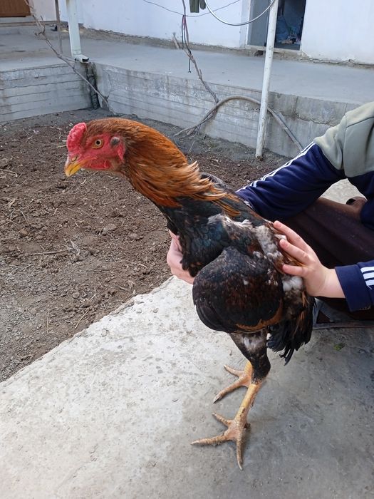 Дакан хуроз сотилади 7 ойлик. 700000сум