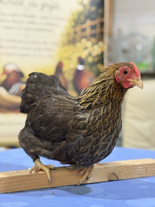 Ouă: Sebright-Mii de Flori-Strumsky-Bantham-Cochinchina-Wiandotte