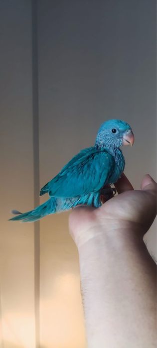 Puiuti papagali blanzi vorbitori micul alexandru alexander