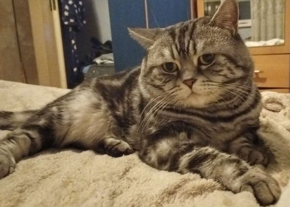 Чистокръвни британски котенца