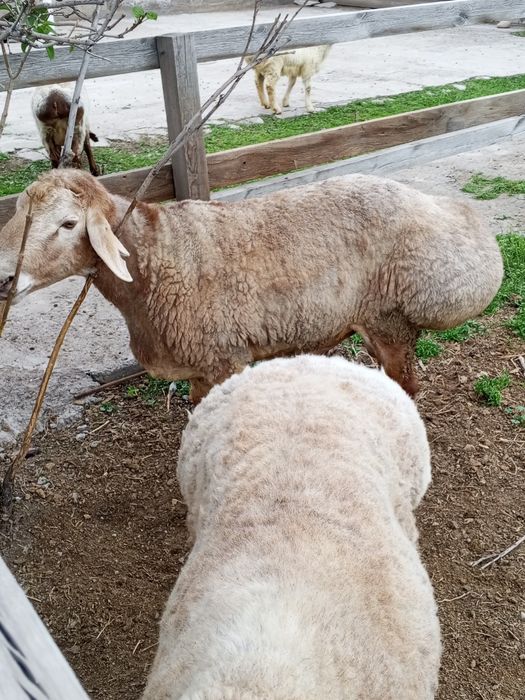 Продается кошкар
