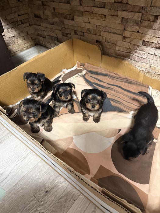 Мини Йоркширски териер