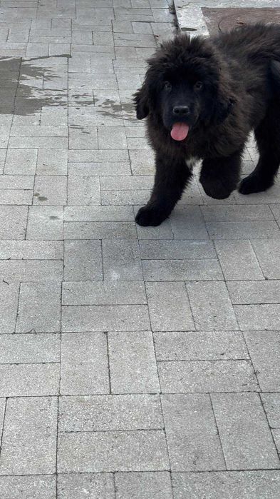 vand Terranova fetita