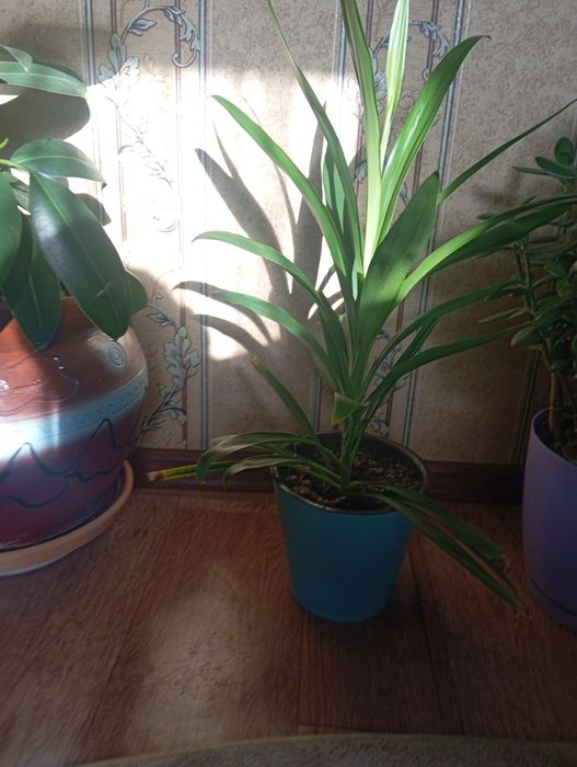 Финиковая пальма.