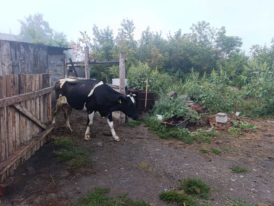 Продам коров дойных
