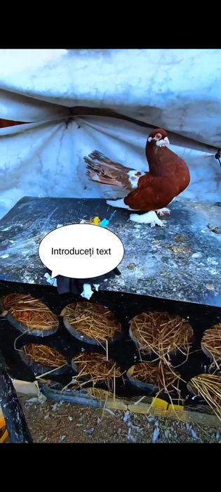 Porumbeii Volga+ un pui