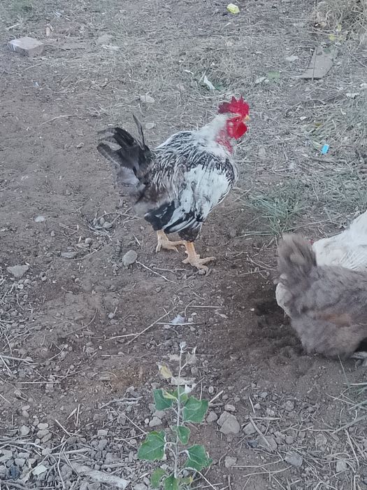 Продам петухов активных