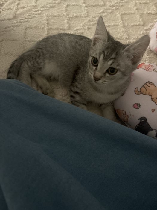 Котенок девочка п