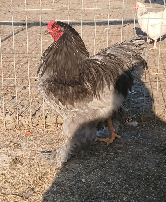 Brahma Albastru si Hd oua