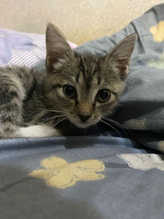 Лучшие Котятки ждут вас