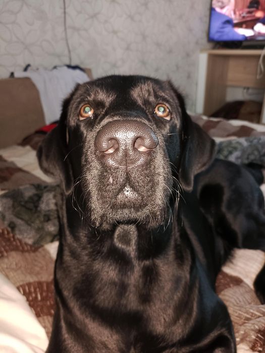 Лабрадор. Ищем невесту лабрадору. Случка.