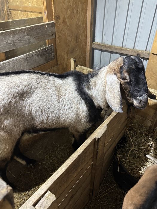 Vand Tap Anglonubian