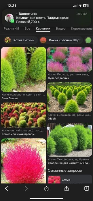 Продам кохию для сада