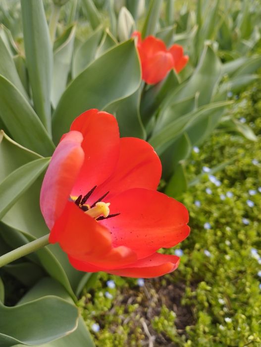 Тюльпаны-это весна в каждом лепестке