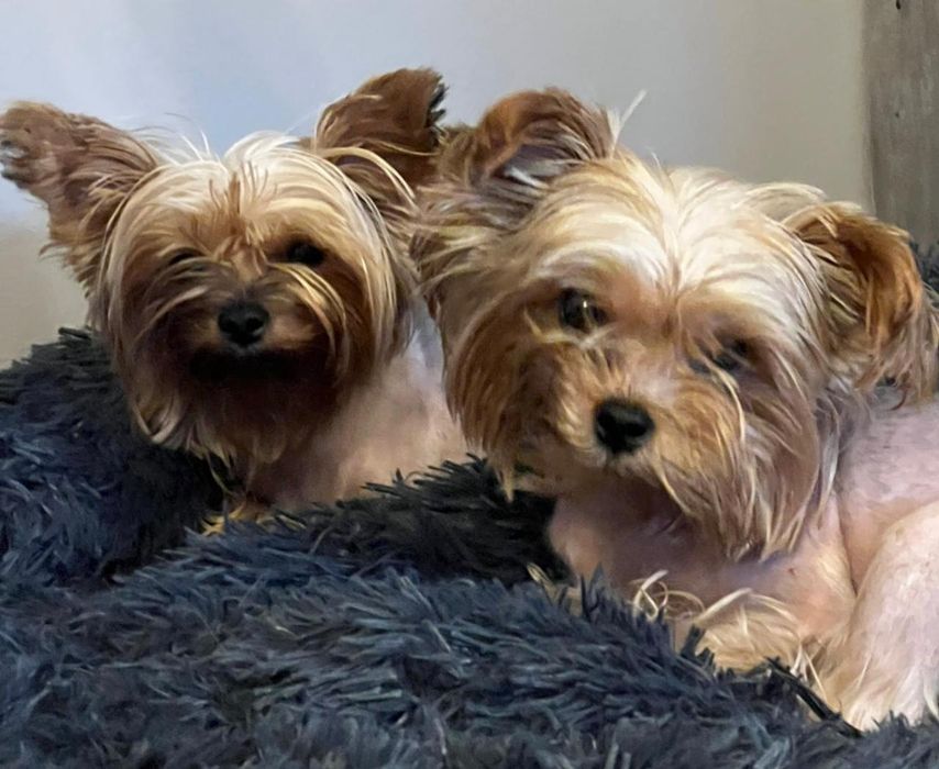 Йорк кобель для вязки