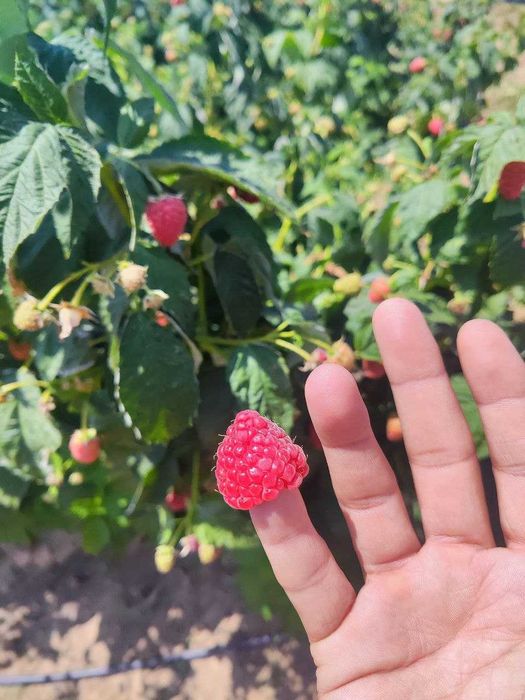 Malina navlari Maravilla,Margaritta,Delniva,Enrosadira,Polka,Polana