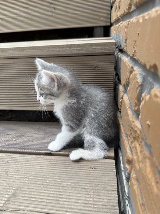Отдам котят в хорошие руки