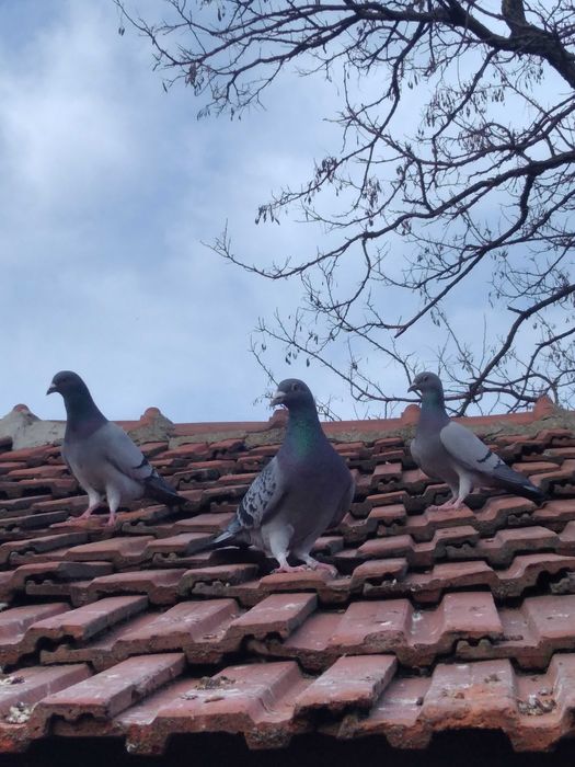 Porumbei voiajori sport