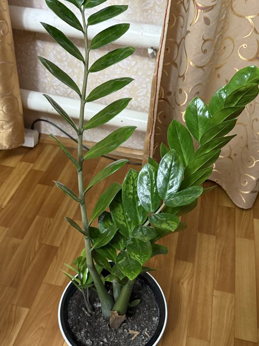 Продам доллоровое дерево