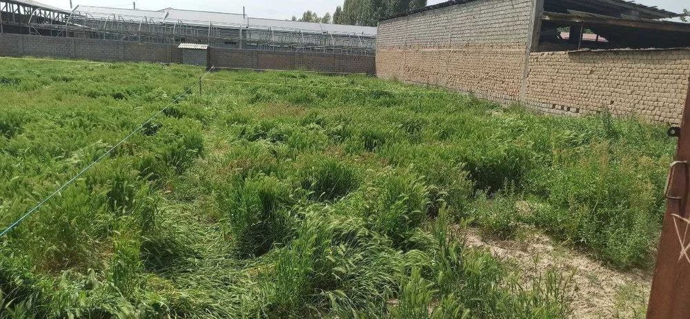 Quruq yer sotiladi O'nqo'rg'on obod mahalla