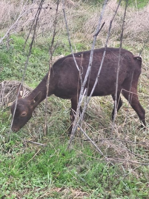 Schimb capra murciano Granadina