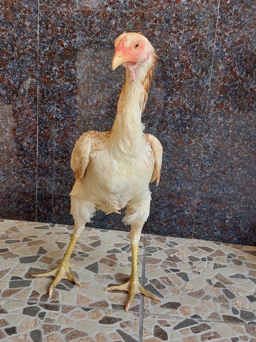 Privaznoy ganoy qon dakan tovuq