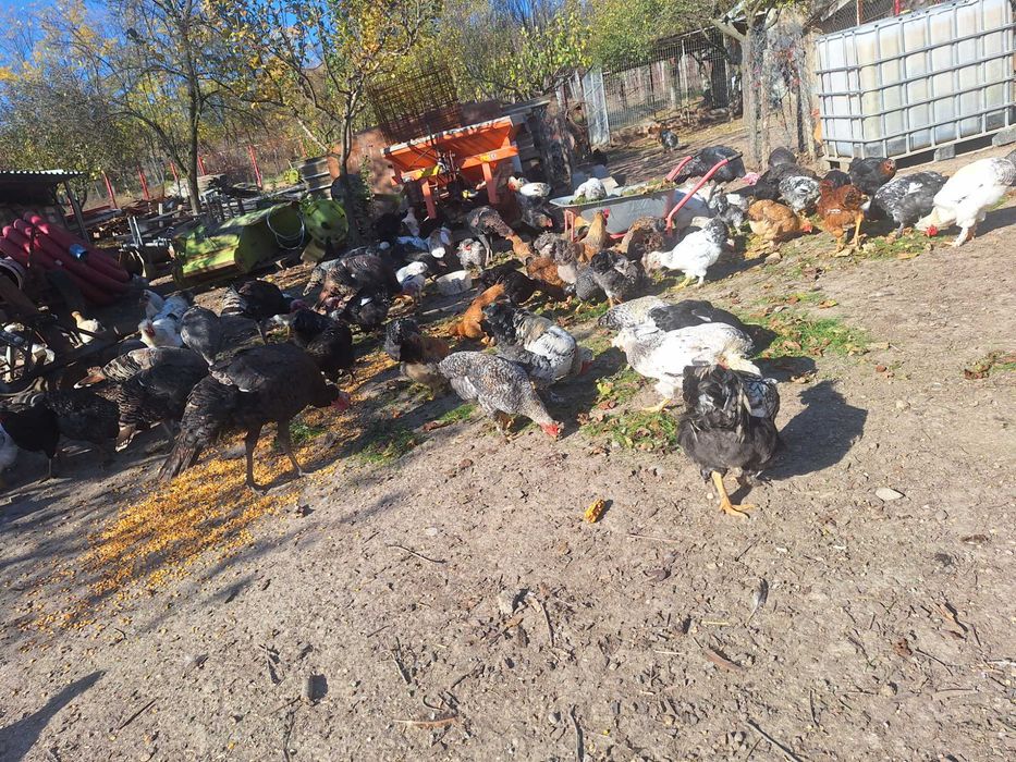 Gaini si cocosi serie 2025