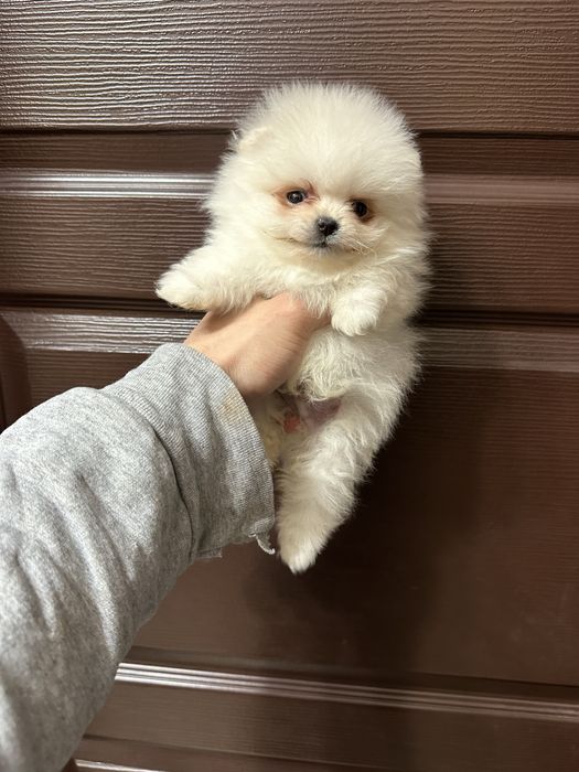 Мини Померан.