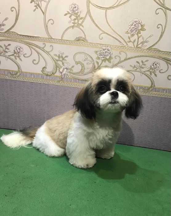 Груминг, стрижка , экспресс линька