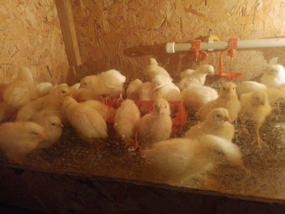 Леггорн Стандарт