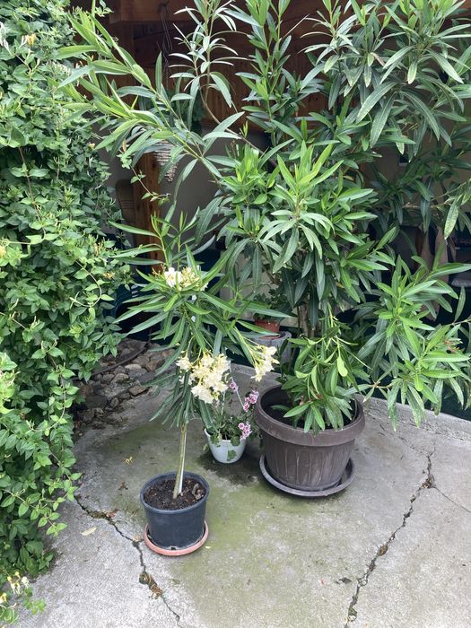 Floare de Leandru Nerium