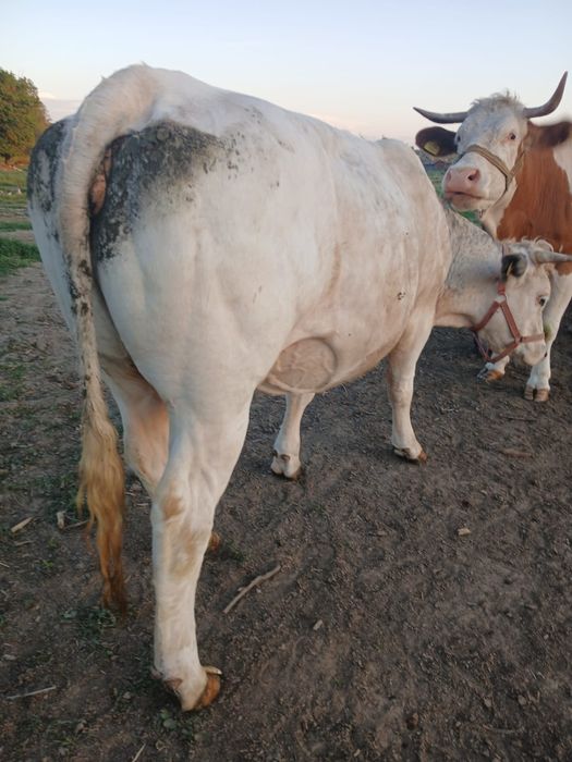 Vand vaca albastru belgian